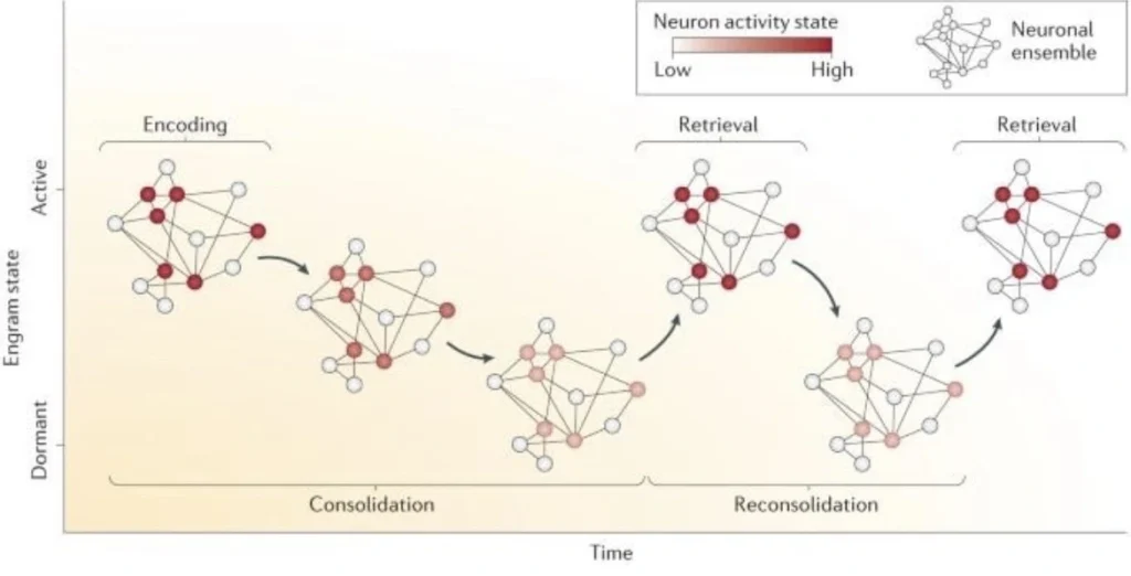 traumatic memory reactivation